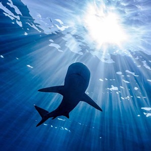Why We Are Better Off With Healthy Shark Populations