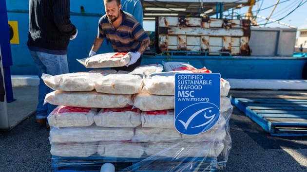 Scallops - Australia