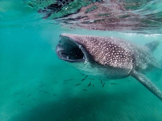 Whale shark with mouth open