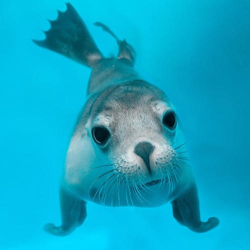 Taronga Seal Show