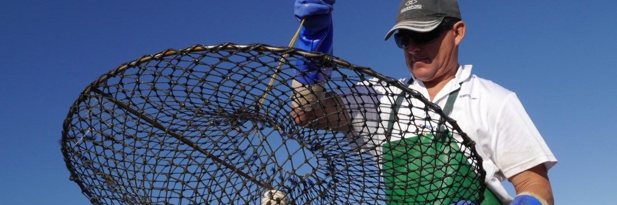 The Blue Swimmer Crabs of Peel Harvey