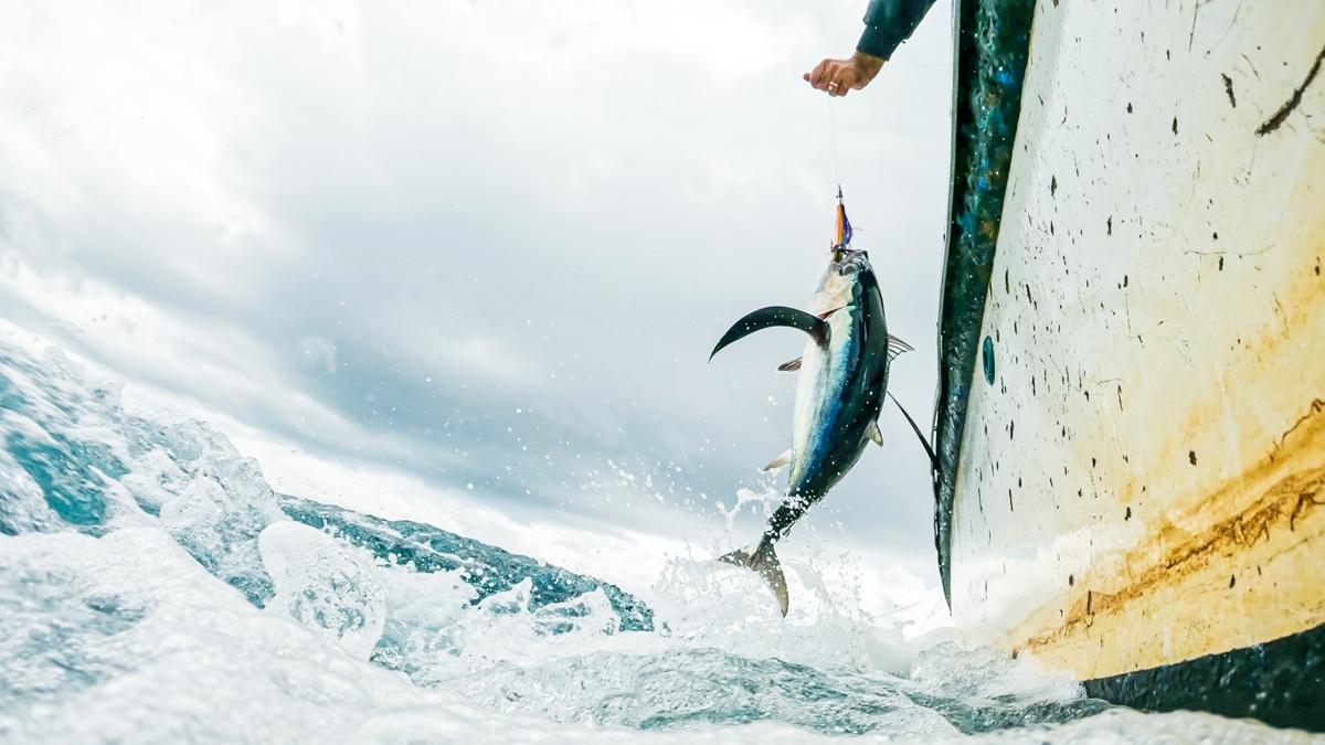 NZ Albacore Tuna