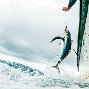 Read a story from the sea