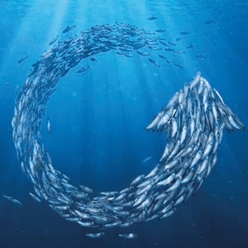 Have you seen the Netflix film Seaspiracy? Explore here to do some fact checking...