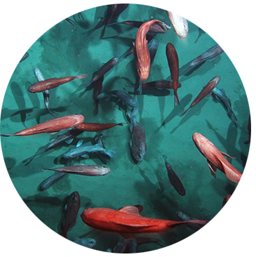 Orange roughy circle