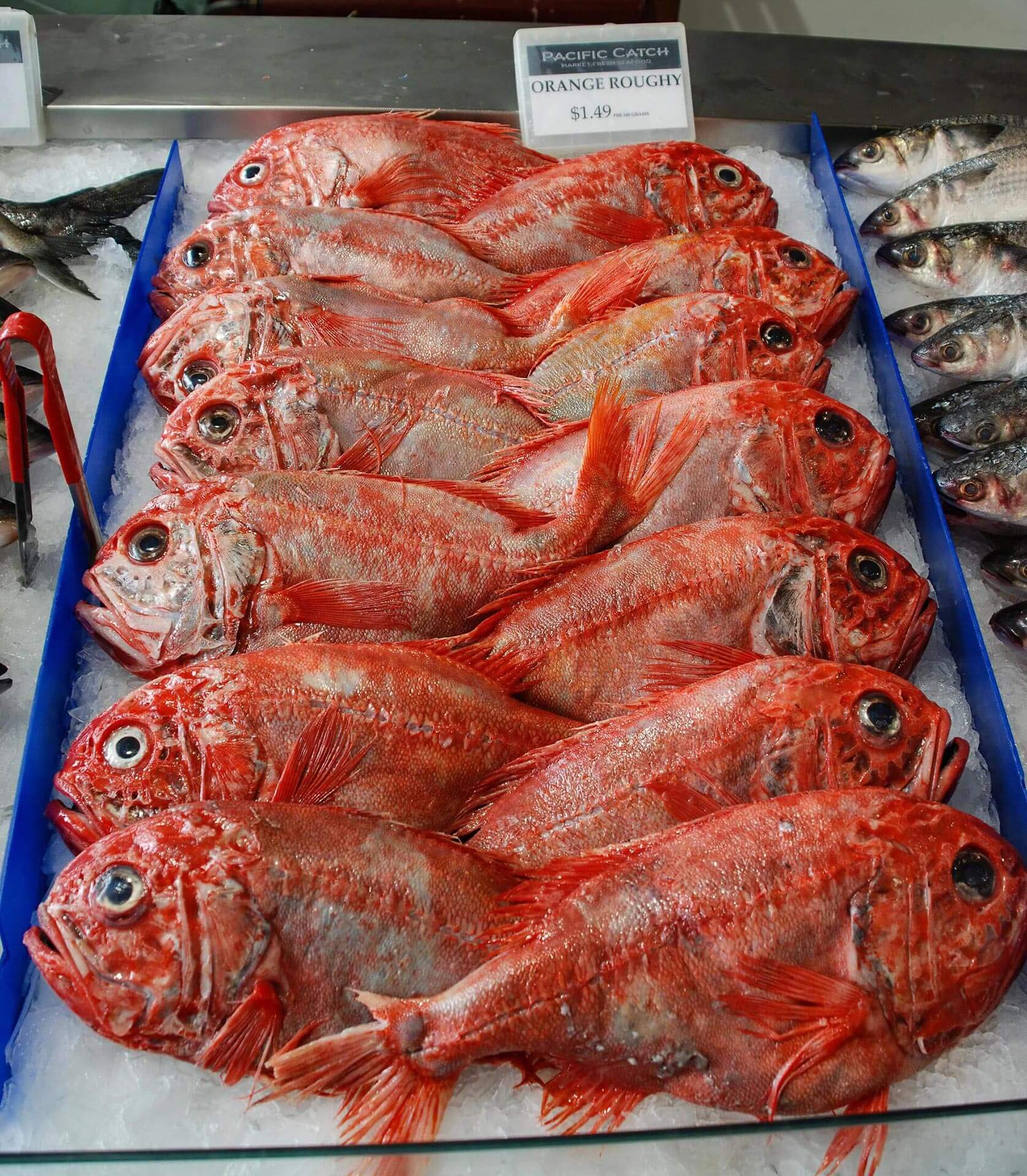 From overfished to outstanding: The remarkable sustainability journey of MSC certified orange roughy