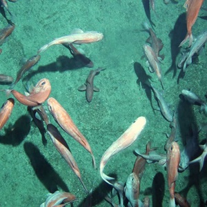 Age structured production model and Harvest Control Rules for New Zealand orange roughy