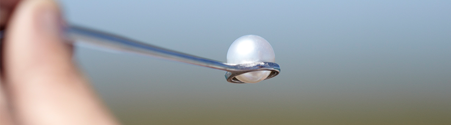 Silver Lipped Pearl Oyster - Australia