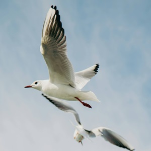 Preserving Biodiversity Lesson Plan