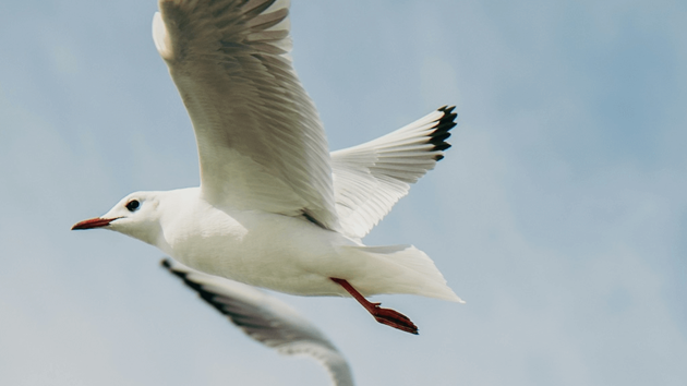 All Aboard - Student Worksheet