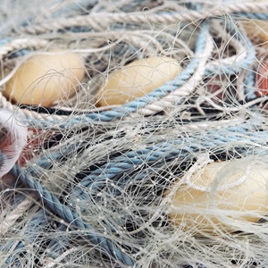 Knowledge sharing to further reduce dolphin interactions in Australian and UK sardine fisheries