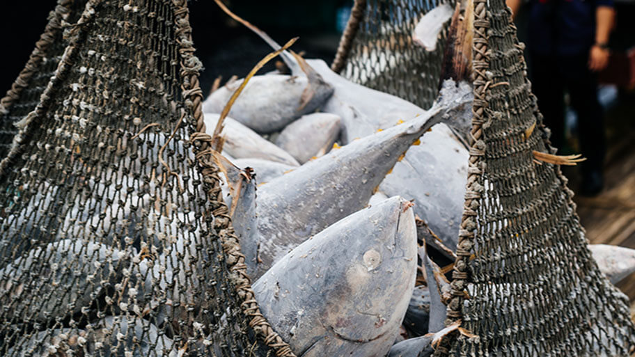 Frozen tuna in net