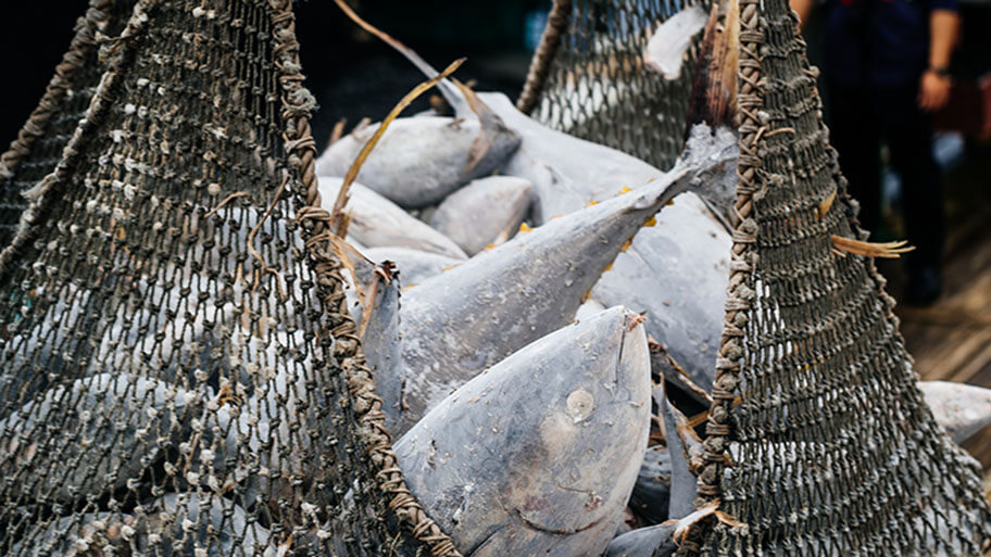 The world could eat more fish if we try to catch less