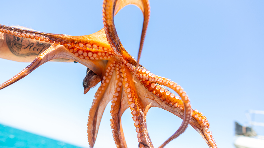 Western Australian octopus