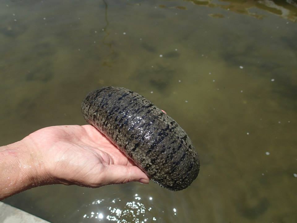 Sandfish sea cucumber - Holothuria scabra