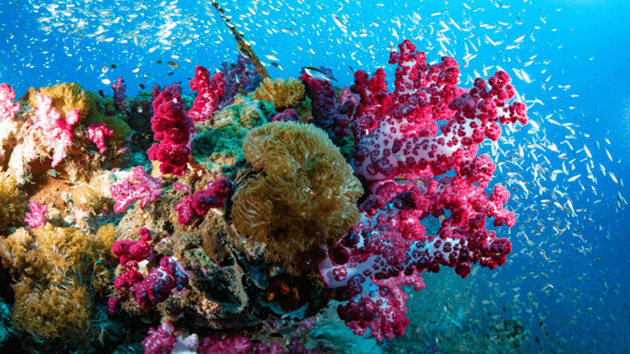 Sustainable Fishing Helps Preserve Biodiversity
