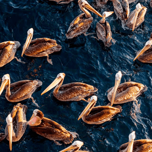 Preserving Biodiversity in Practice