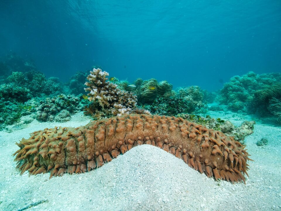 Sea cucumber on the ocean floor