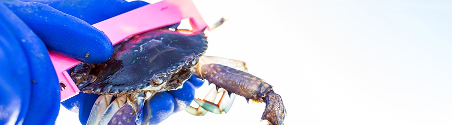 Blue Swimmer Crab