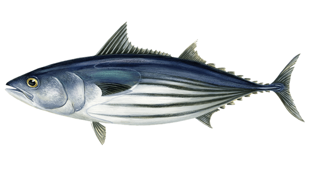 Tuna Facts