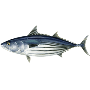 Five main species of tuna