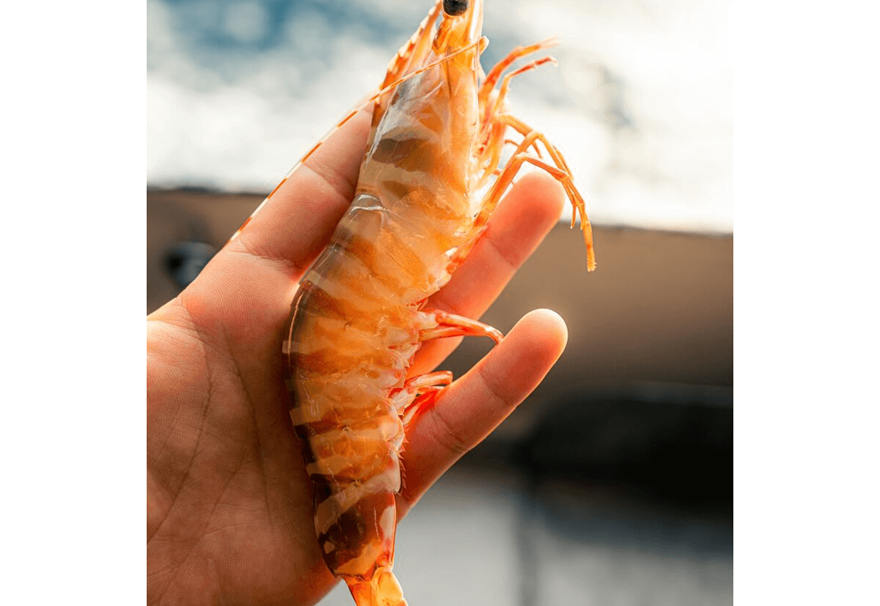 Skull Island Tiger Prawn