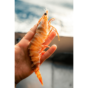 Skull Island Tiger Prawn