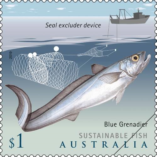 sustainable-fish-blue-grenadier