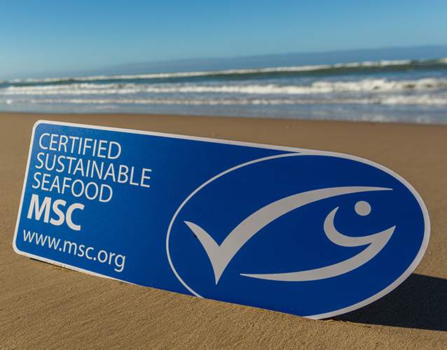 MSC blue tick on beach MSC blue tick on beach