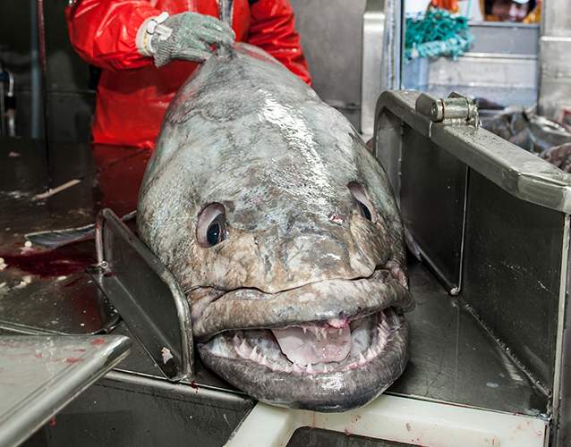 Patagonian toothfish Patagonian toothfish
