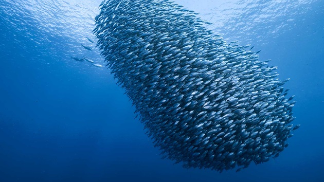 Sustainable Fishing Means More New Zealand