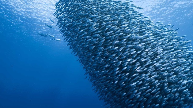 Sustainable Fishing Means More New Zealand