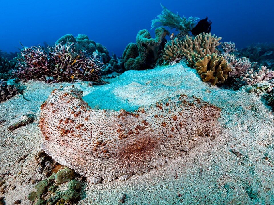 The Royal sea cucumber - Thelenota anax