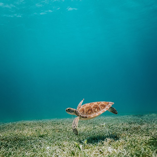Porque é que precisamos do mar?