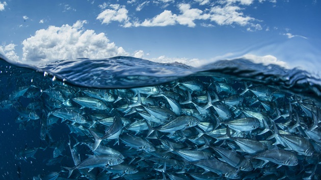 Big Blue Future