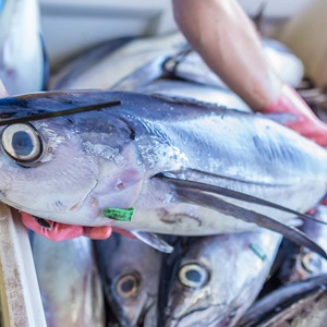 From Fish to Fillet