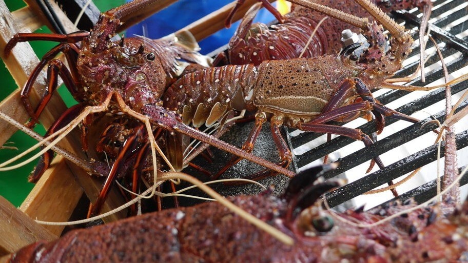 Multiple Western Rock Lobsters stuck in steel and wooden trap