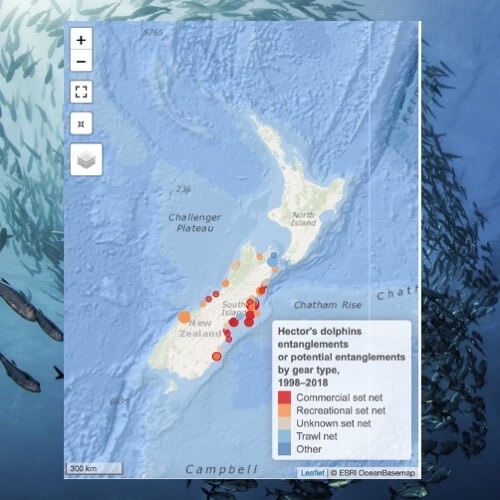 Bycatch of Protected Species: Hectors & Maui Dolphin