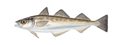 Illustratie van een Alaska koolvis