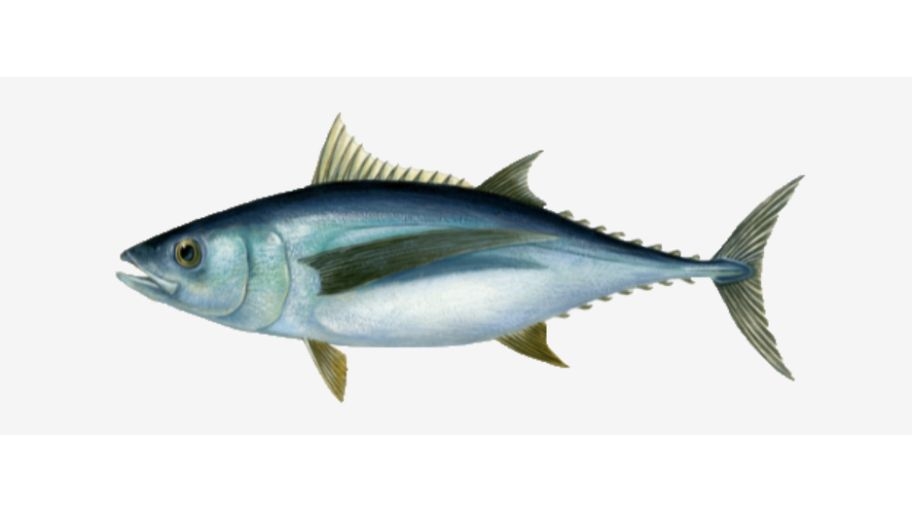 Illustratie van een albacore tonijn