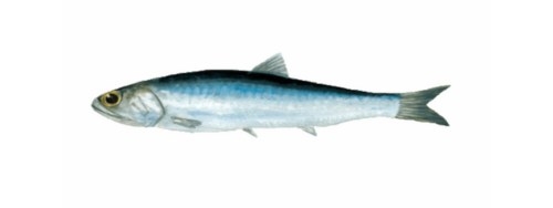 Illustration d'un anchois