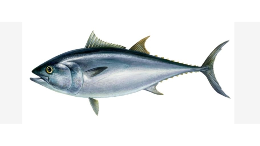 Illustratie van een Atlantische blauwvin tonijn
