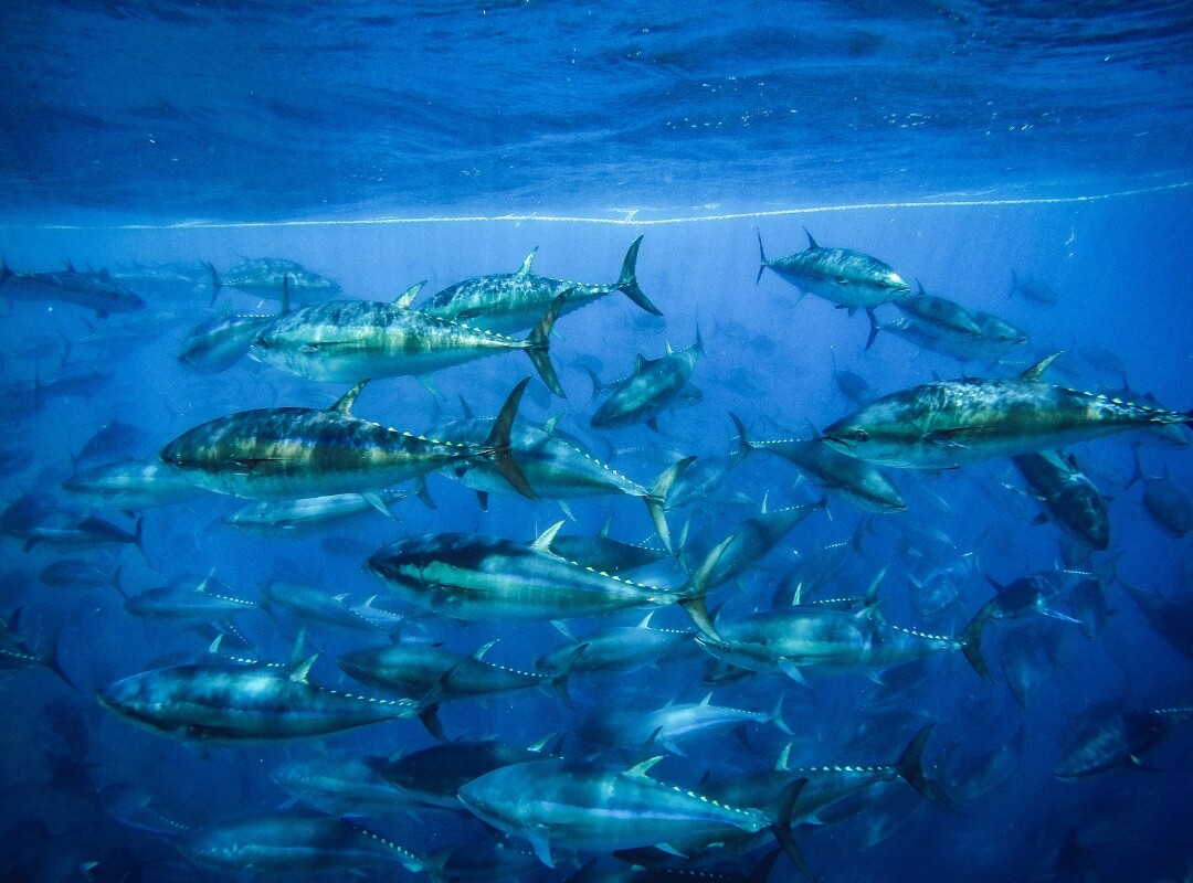 MSC zet in op groei van het Ocean Stewardship Fund om internationale duurzame visserij te versnellen