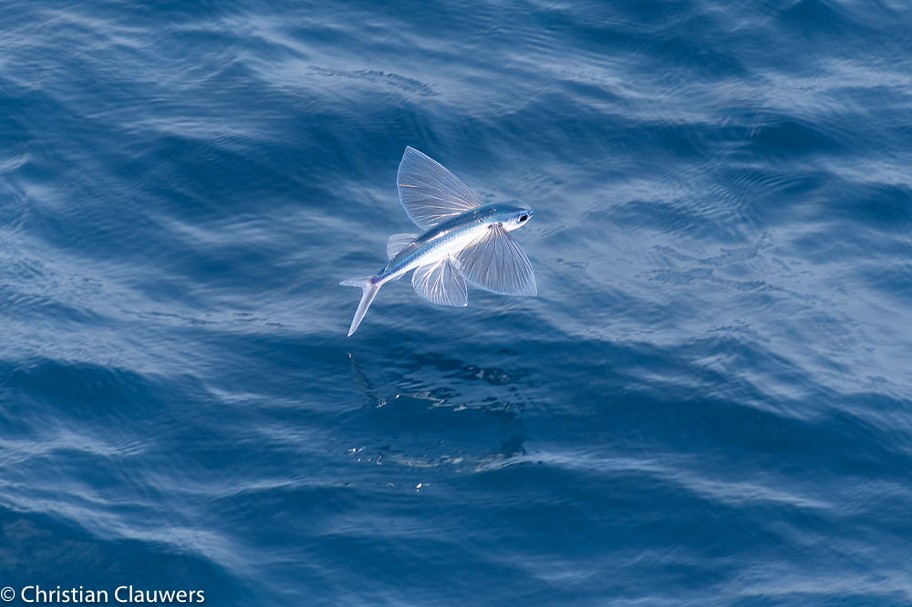 vliegende vis springt omhoog uit oceaanwater