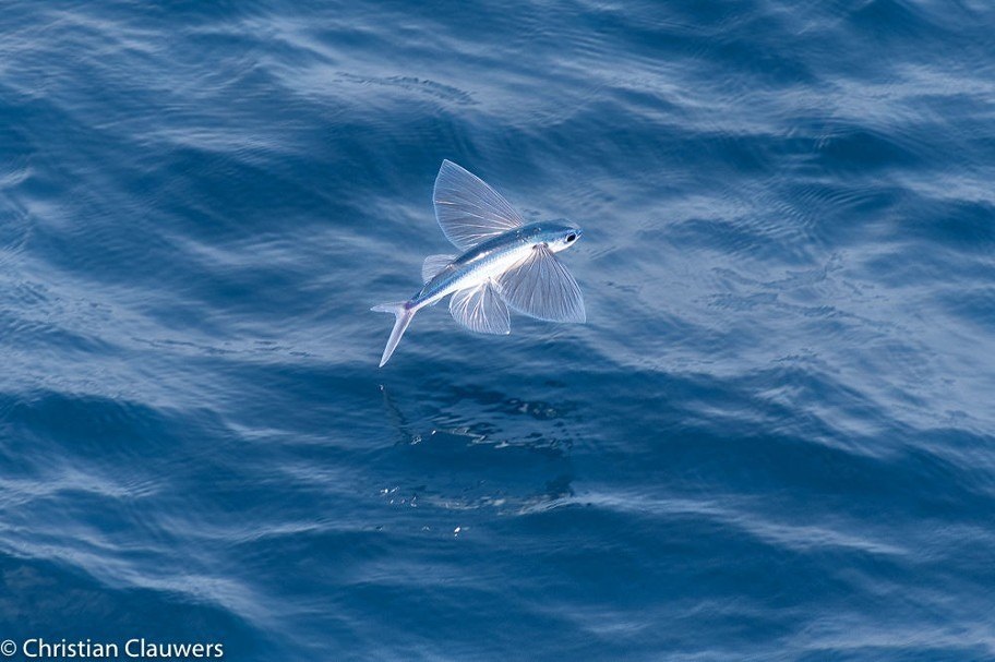 un poisson volant saute de l'eau de l'océan
