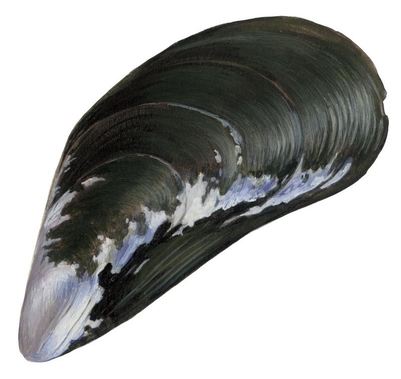 mossel mossel