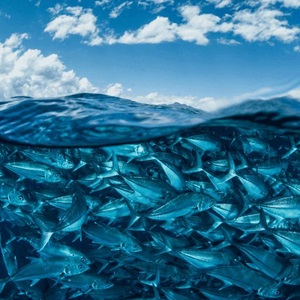 Le MSC s'engage à développer l'Ocean Stewardship Fund afin d'accélérer la mise en place d'une pêche durable au niveau international