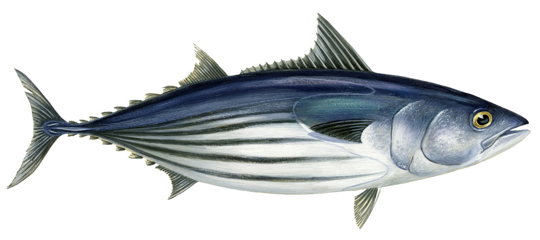 tonijn