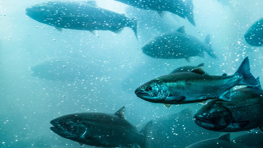 wilde zalm onder water