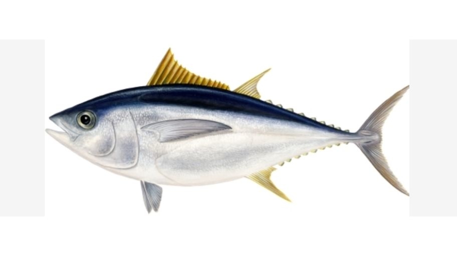 Illustratie van een grootoog tonijn